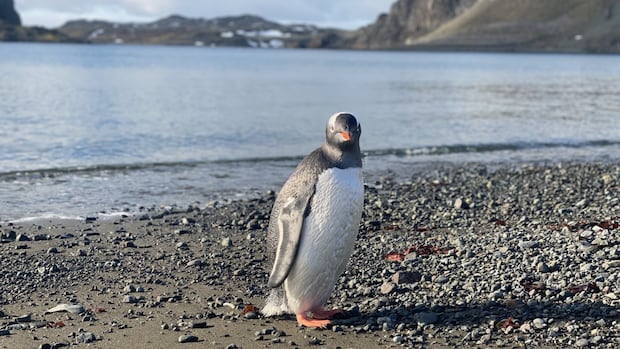 Exploring climate changes, political challenges facing Antarctica | CBC News