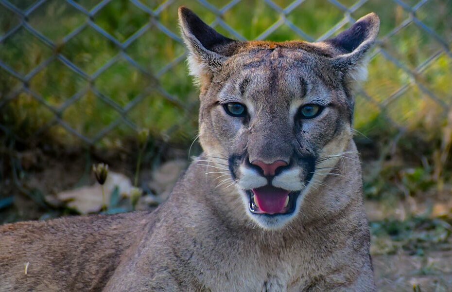 Good Canadians Are Rooting For The Oilers And You Should Too!