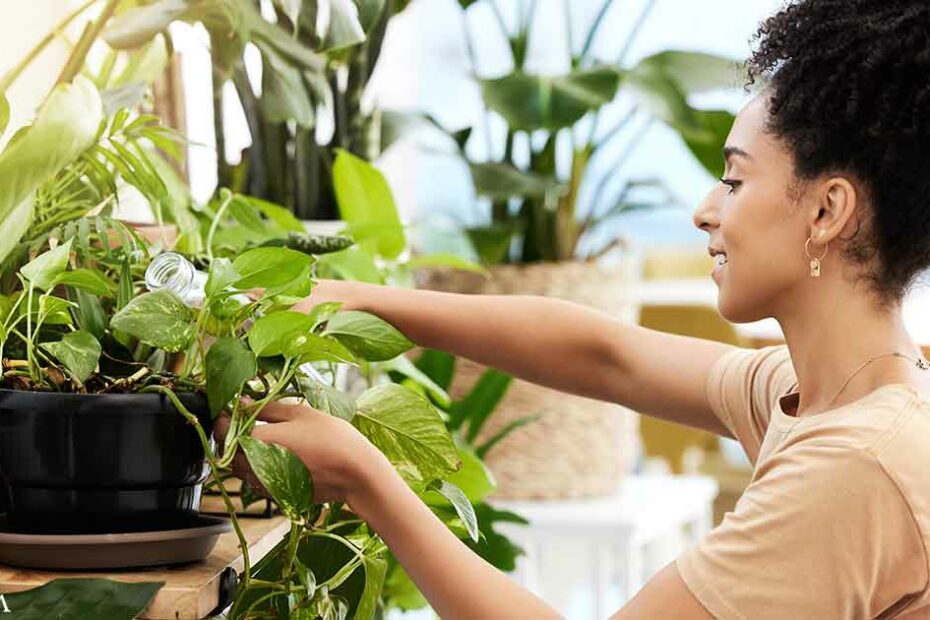 How Houseplants Help Improve Your Well-Being