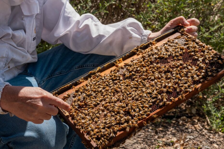 How robotic hives and AI are lowering the risk of bee colony collapse