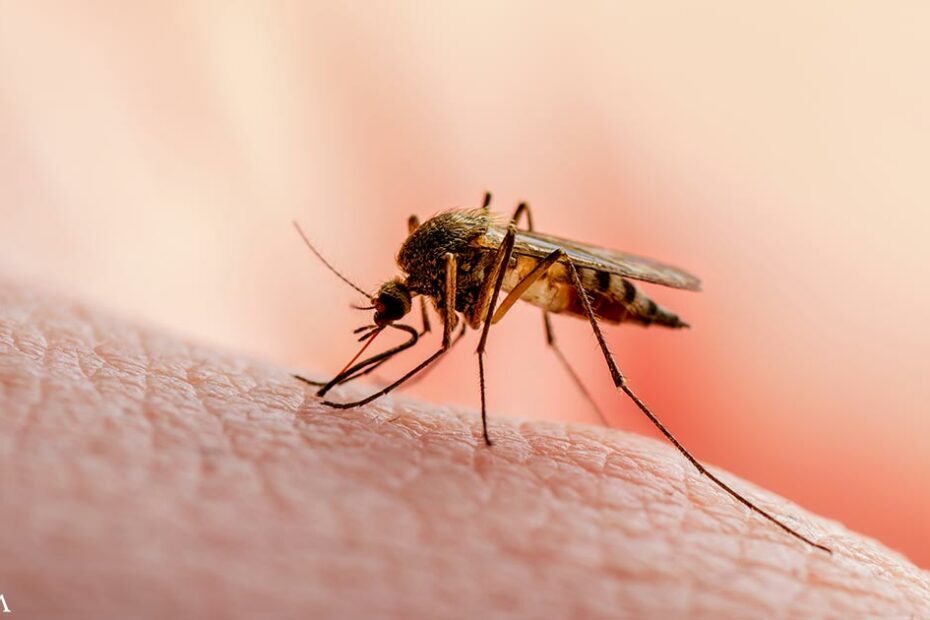 How to Keep Mosquitoes Away This Summer