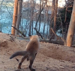 Midnight Hammer: Tabs, Mon., June 23, 2025