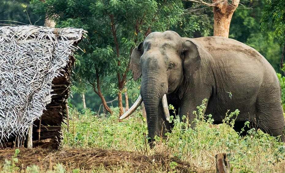 Sri Lanka’s elephant corridor plan ‘unscientific’