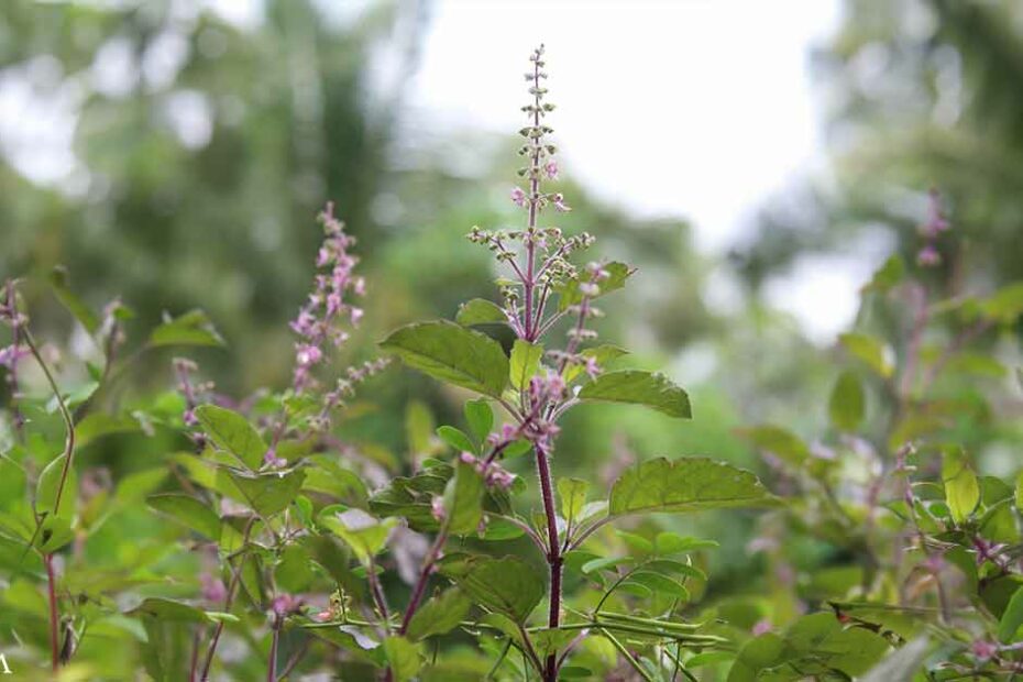 The Many Health Benefits of Tulsi