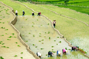 Following the footsteps of Vietnam