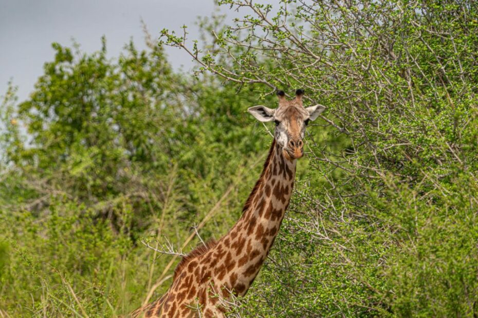 Gentle Giants and Speedy Grazers: Herbivores of Tanzania - Coleman Concierge
