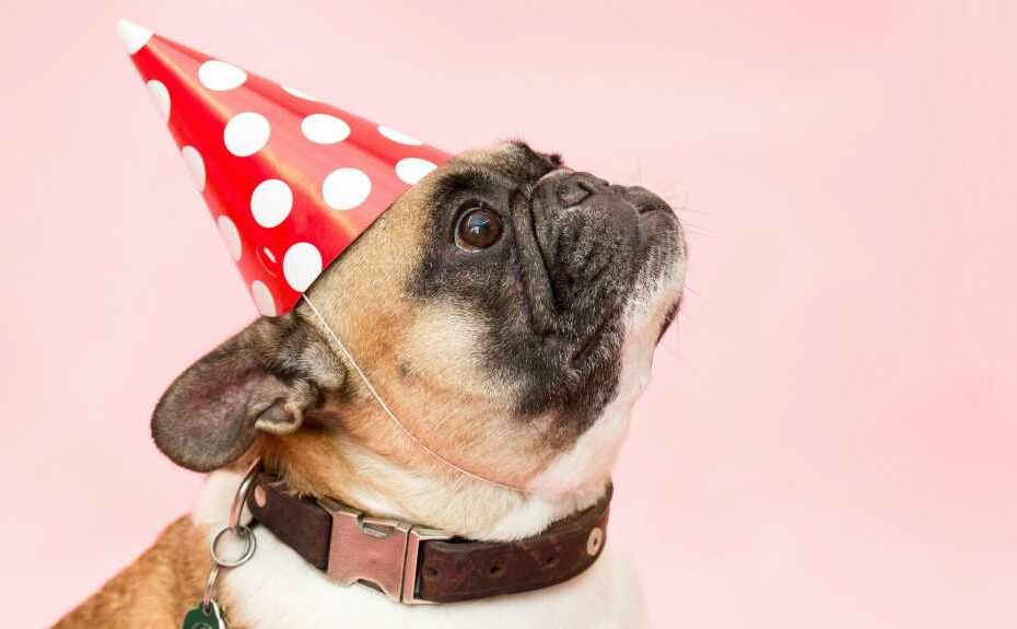 a cute french bulldog wearing a red party hat with white polka dots
