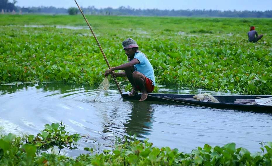 Invasive lake weed turned to clean energy in Ethiopia