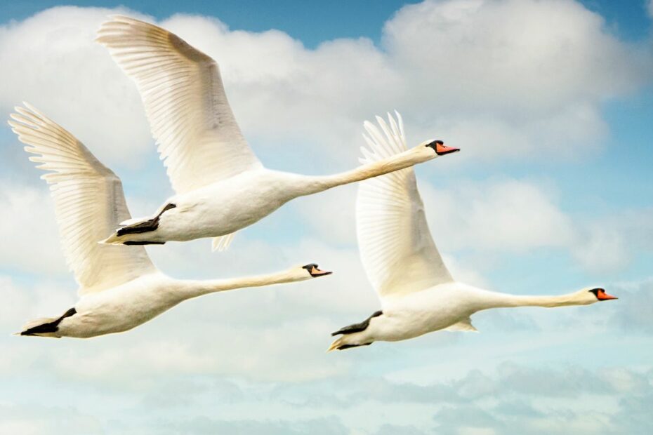 The Children of Lir.