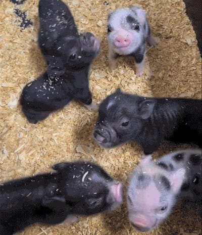 NOT A CRAB. Tabs, Fri., July 11, 2025