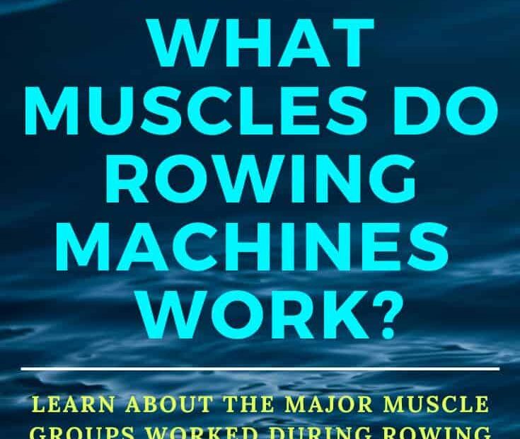 Rowing Machine Muscles: What Gets Worked + Benefits