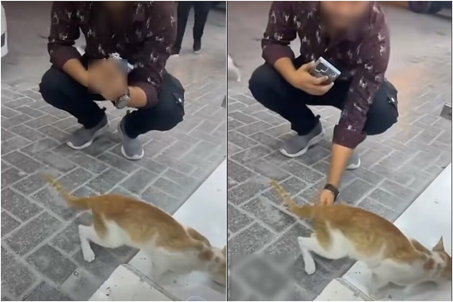 Sharjah: Video of man torturing cat goes viral; rescuers call for action, stricter laws
