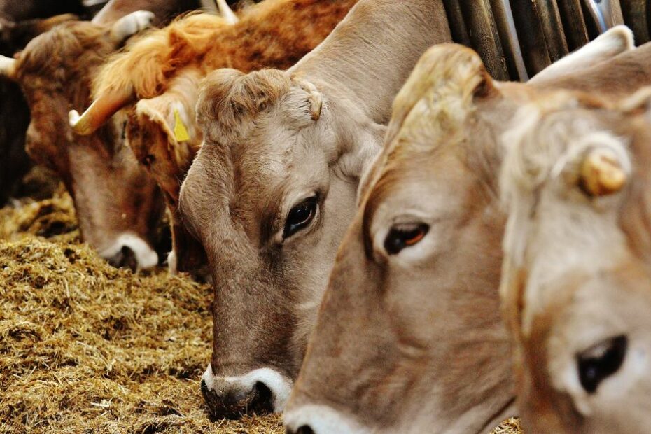 Violence in the name of cows: The 'animal welfare' groups that beat up truck drivers in India - Alt News