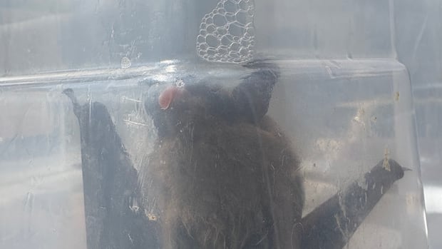 A child found rabid bat and gave it to daycare worker. Ontario facility is shut as public health investigates | CBC News