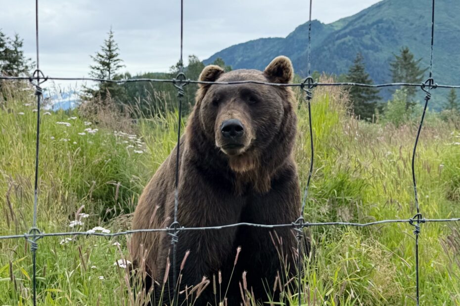 alaska wildlife conservation center bear