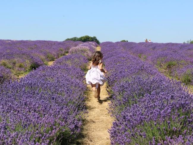 Best Lavender Fields near London