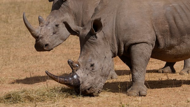 Conservationists are giving rhinos radioactive horns to save them from poachers | CBC Radio