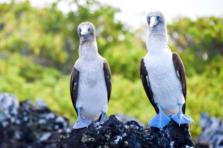 Galapagos Islands: 10-Day Land Itinerary You Must Experience