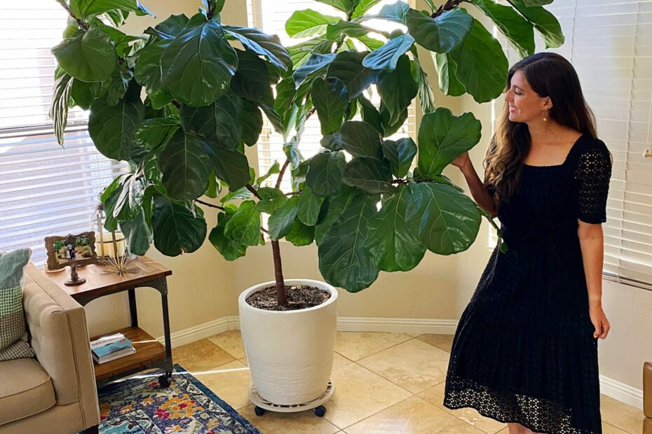 How To Take Care Of A Fiddle Leaf Fig Tree - The Fitnessista