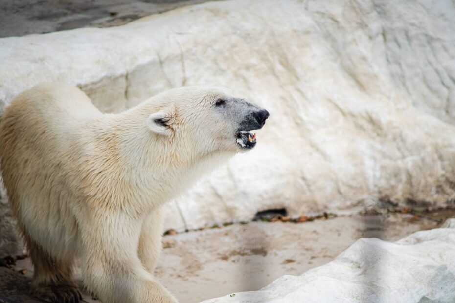 How Tokyo's Ueno Zoo helps their animals cope with extreme heat