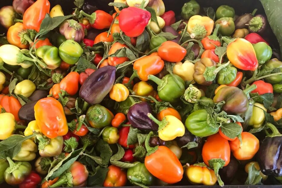 How to Use Bell Peppers: Nutrition Benefits, Cooking Tips & Easy Recipes - Sharon Palmer, The Plant Powered Dietitian