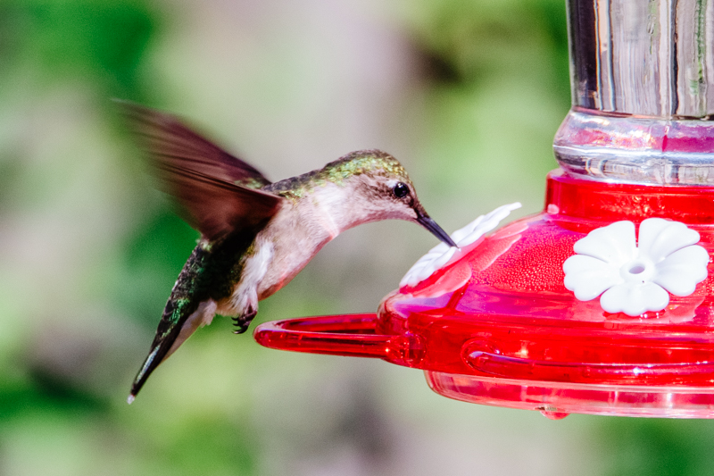 Hummingbird Food Recipe (Safe, No Red Dye) | Elizabeth Rider