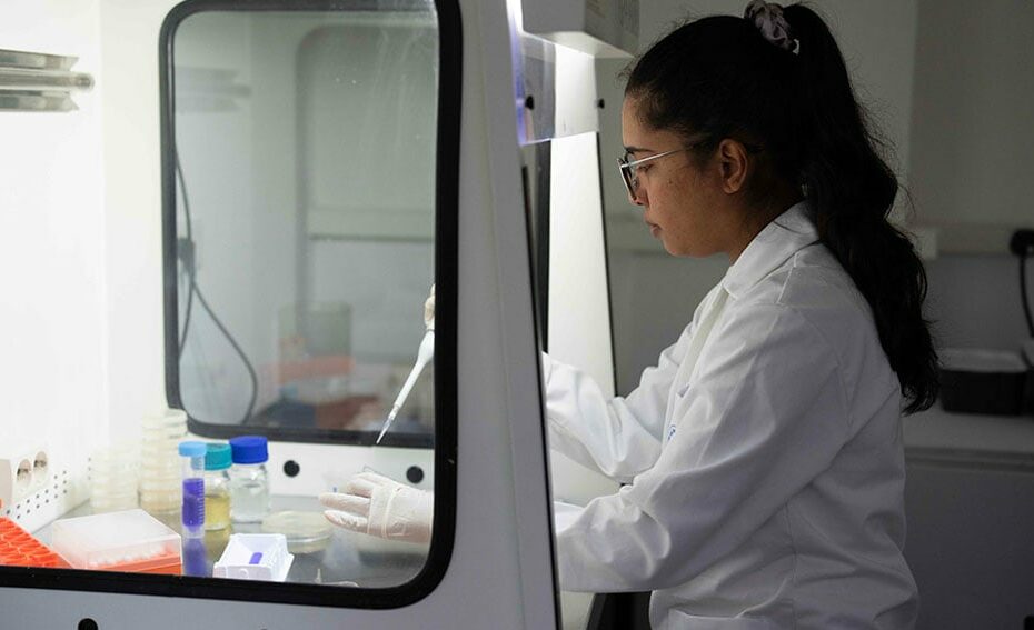 Q&A: Sugarcane offers sweet solution to brutal disease