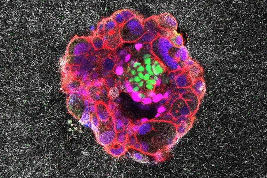 See the First-Ever 3D Images of Human Embryo Implantation