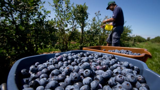 Who controls the food supply? Proposed changes to seed reuse reopens debate | CBC News