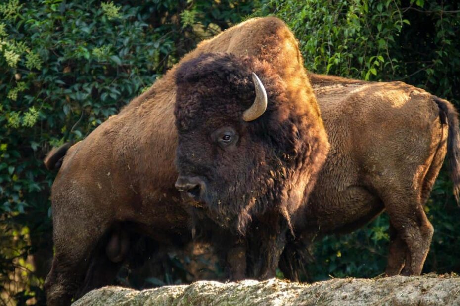 14 U.S. Spots Where You Can Still See Bison in the Wild - Author Kathy Haan