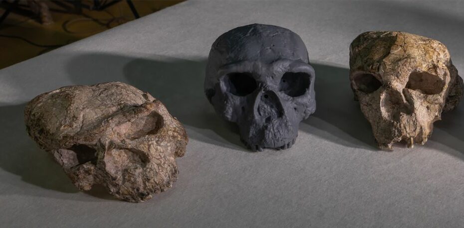 A skull unearthed in China challenges the timeline of human evolution, scientists say - Egypt Independent