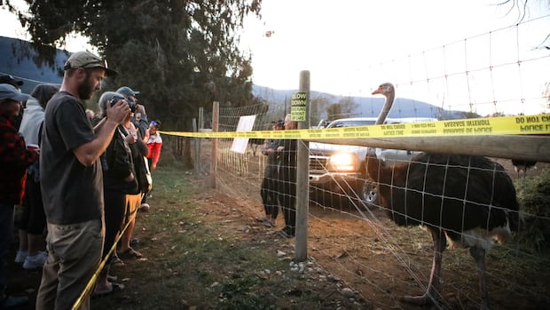 Answering your questions about the B.C. ostrich cull after the Supreme Court of Canada issued stay | CBC News