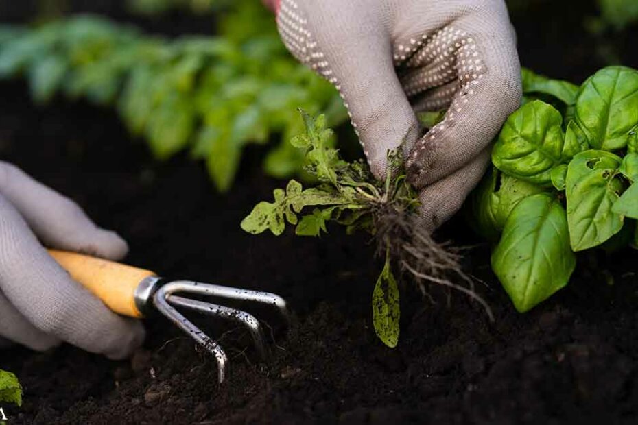 How to Stop Weeds in a No-Till Garden