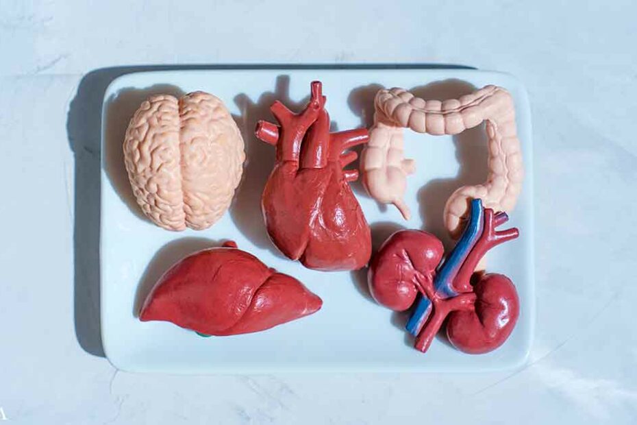 Probe Finds Organ Harvesting Begins Before Death
