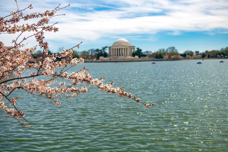 9 Cherry Blossom Spots in America That Rival Japan's Beauty - Author Kathy Haan