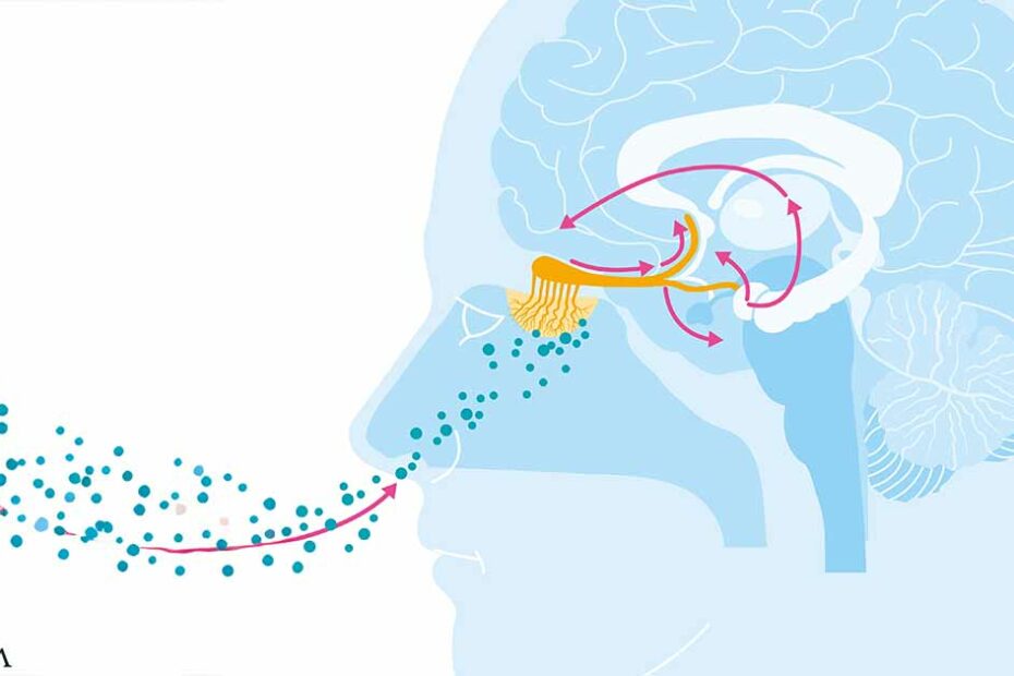 How Does the Brain Interpret Aromas as Taste? A Recent Study Provides a Clearer Insight
