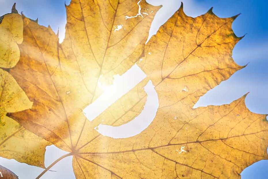 How to Get Vitamin D in Fall and Upcoming Winter