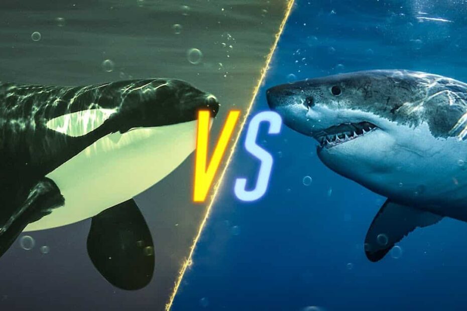 orca vs great white shark