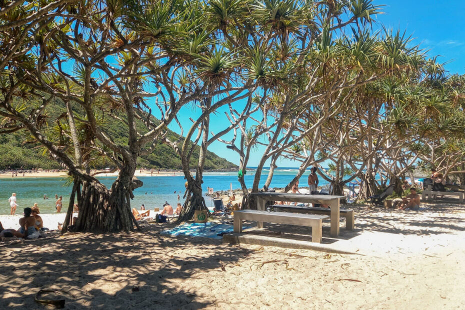 Sand and palm trees on the banks of the Tallebudgera Creek with its blue water and lush green mountain background