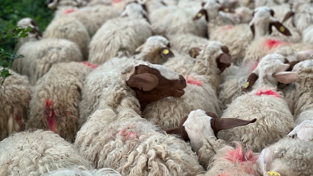 These wool producers are aiming to revitalize the natural fibre’s value in Europe | CBC News