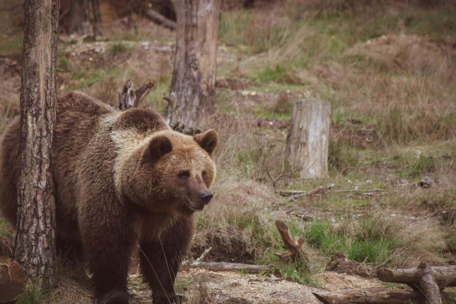 10 Red Flags It’s Too Late for Bear Spray on Your Hike - Idyllic Pursuit