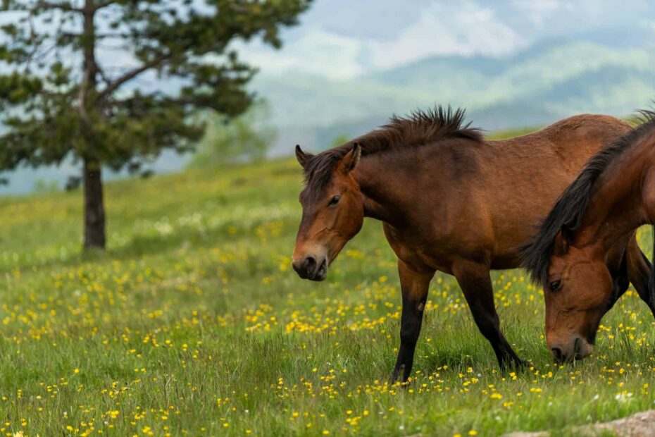10 Southern U.S. Spots Where Wild Horses Still Roam Free - Idyllic Pursuit