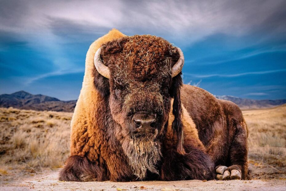 11 U.S. Bison Spots Affected by Overtourism and Crowds - Idyllic Pursuit