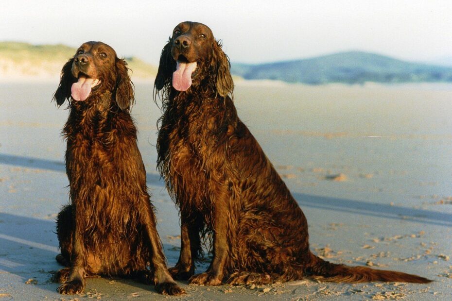 Two Irish Setters.