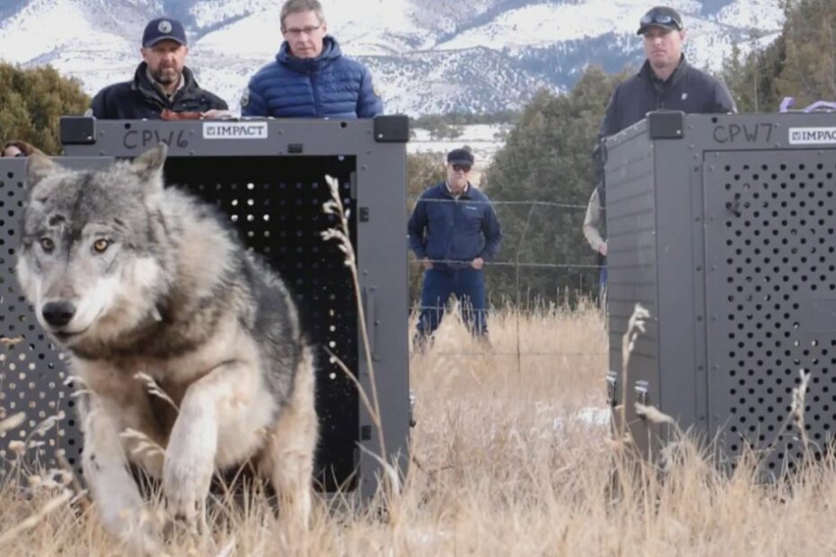 Colorado finally got its wolves back. Why are so many dying?