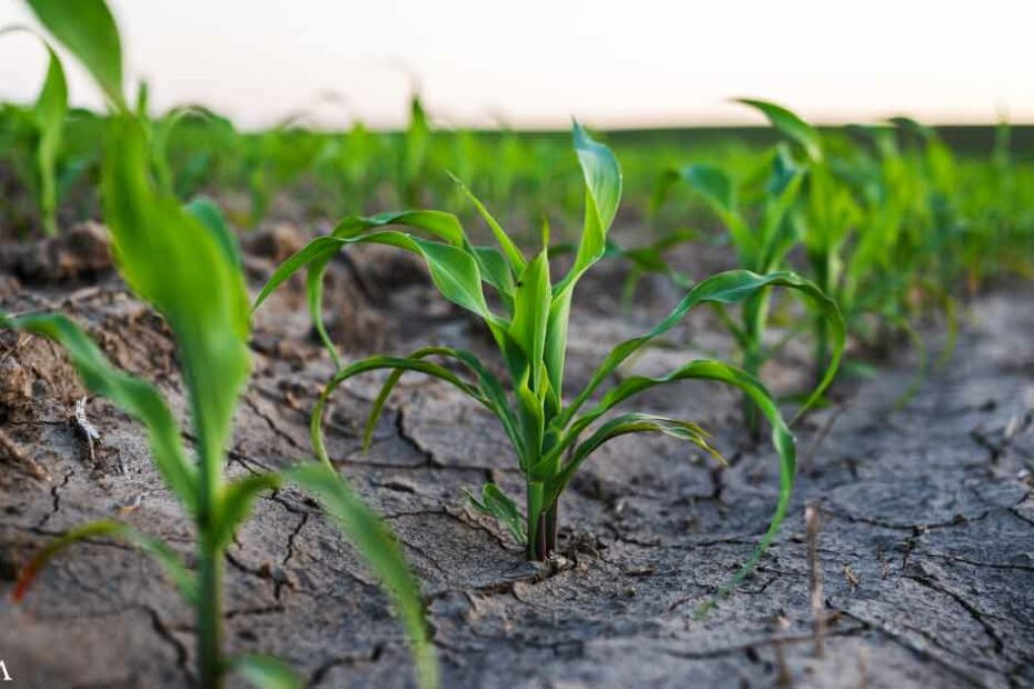 Saline Farming Offers a Sustainable Way to Revive Salt-Damaged Soils