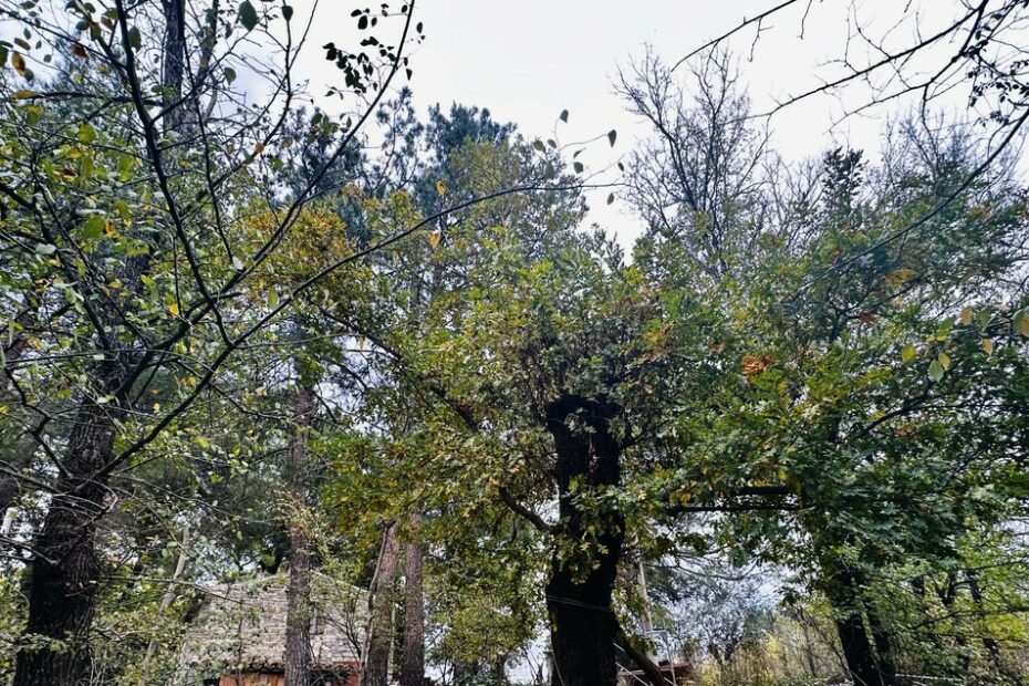 Si alza lo scontro sui bimbi nel bosco, 'un sequestro' - Notizie - Ansa.it