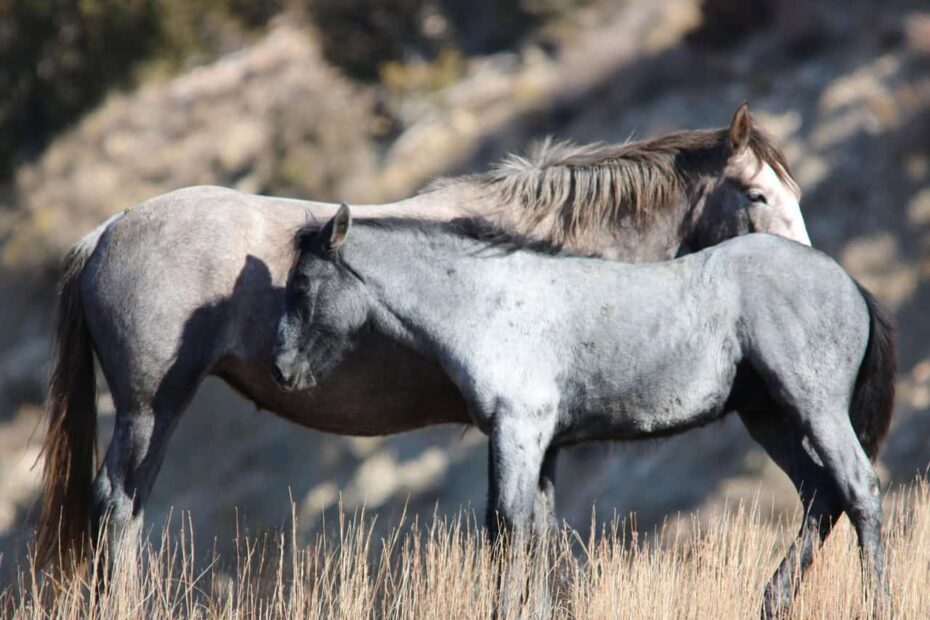 The Truth About America's "Wild" Horses: 10 Places Where They Are Disappearing - Idyllic Pursuit