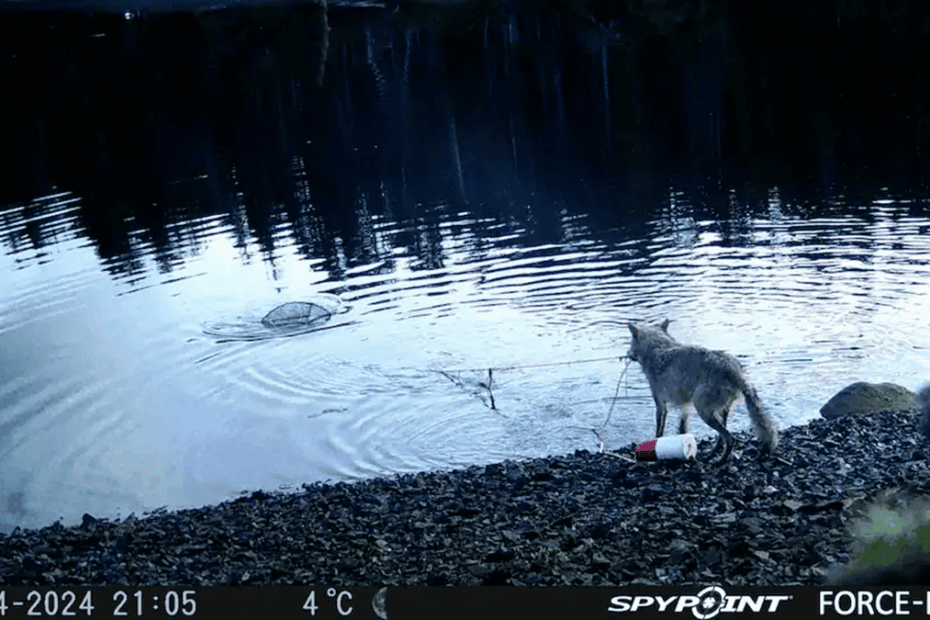 Still image from the recording showing a wolf pulling on a crab pot line