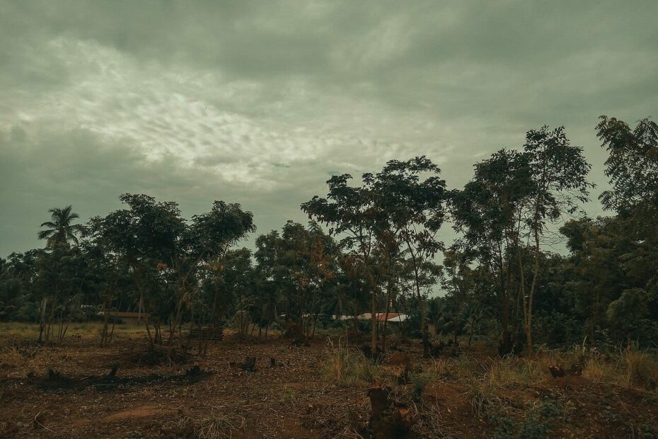 African forests have officially flipped. Instead of absorbing carbon, they're now releasing it